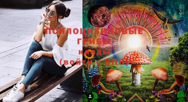 Псилоцибиновые грибы Cubensis  Бузулук 